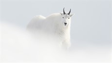 Photo 3 Chevre_JV_Jeremie_Villet_thumb.jpg
